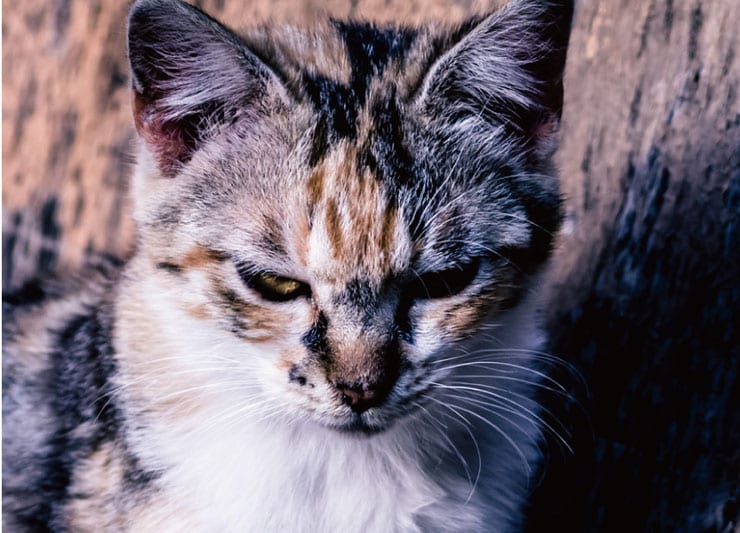 怒りを溜める子猫